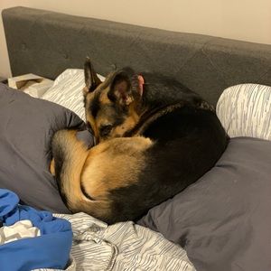 Meet your Posher, Jonas